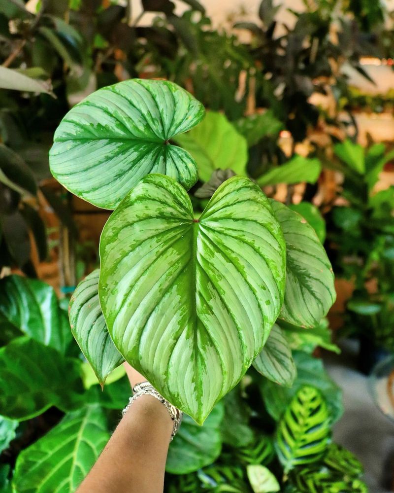 Philodendron