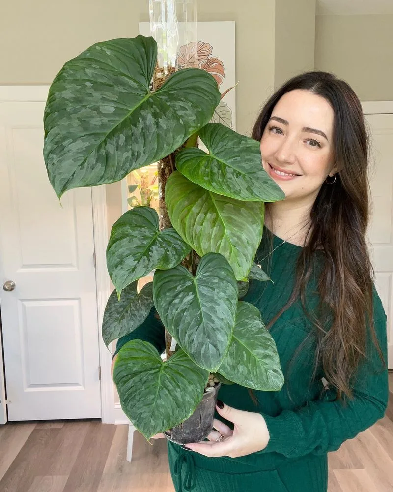 Philodendron