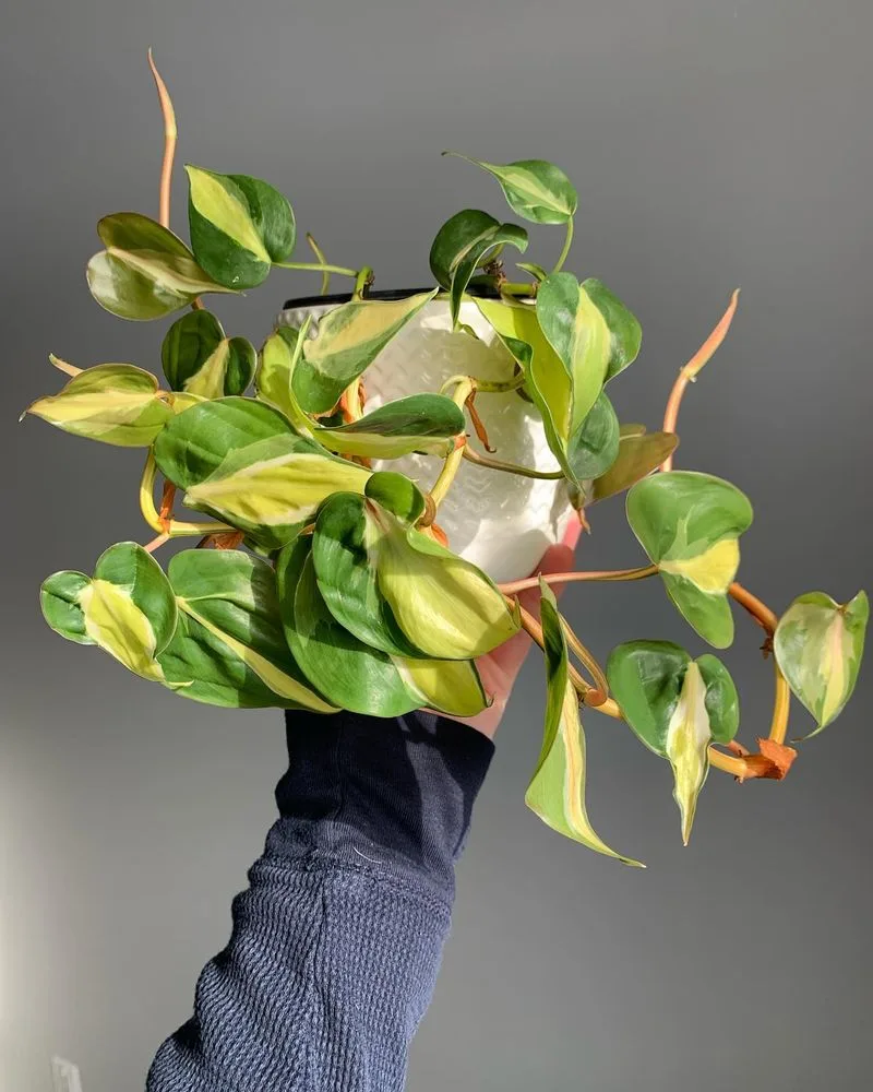 Philodendron