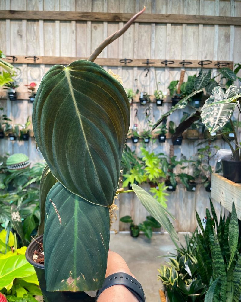 Philodendron