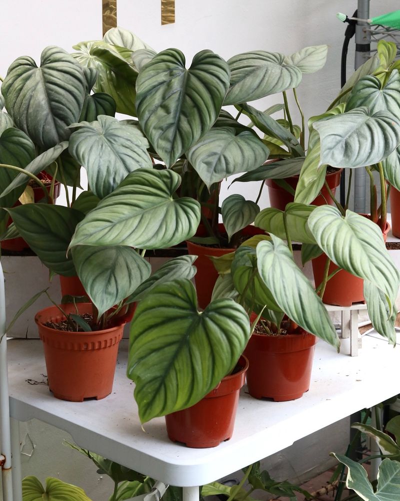 Philodendron