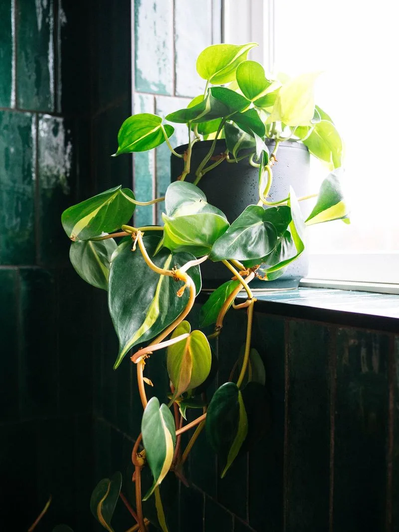 Philodendron