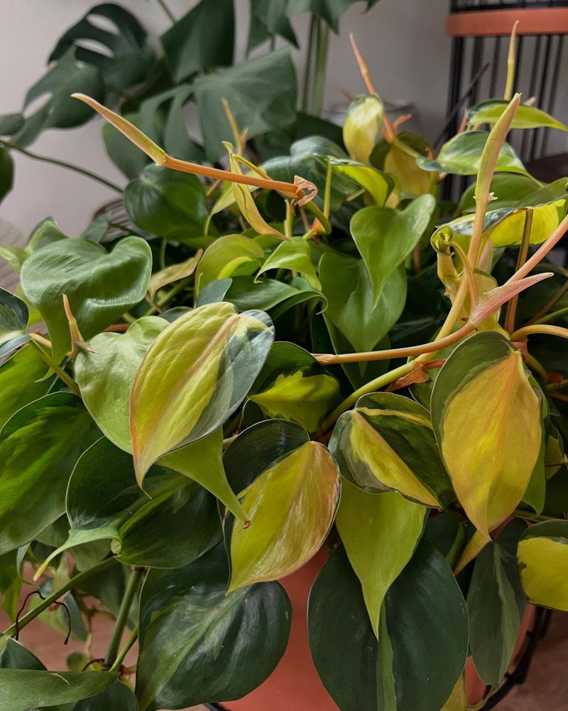 Philodendron