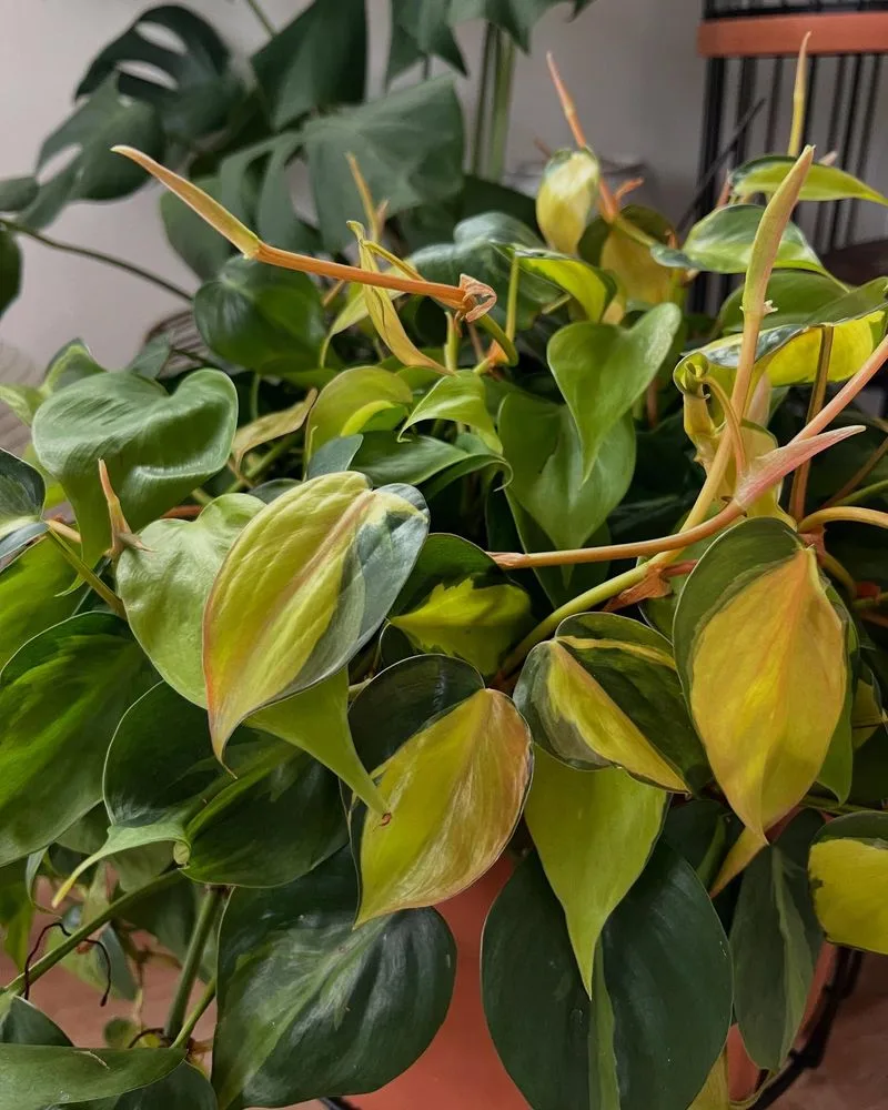 Philodendron