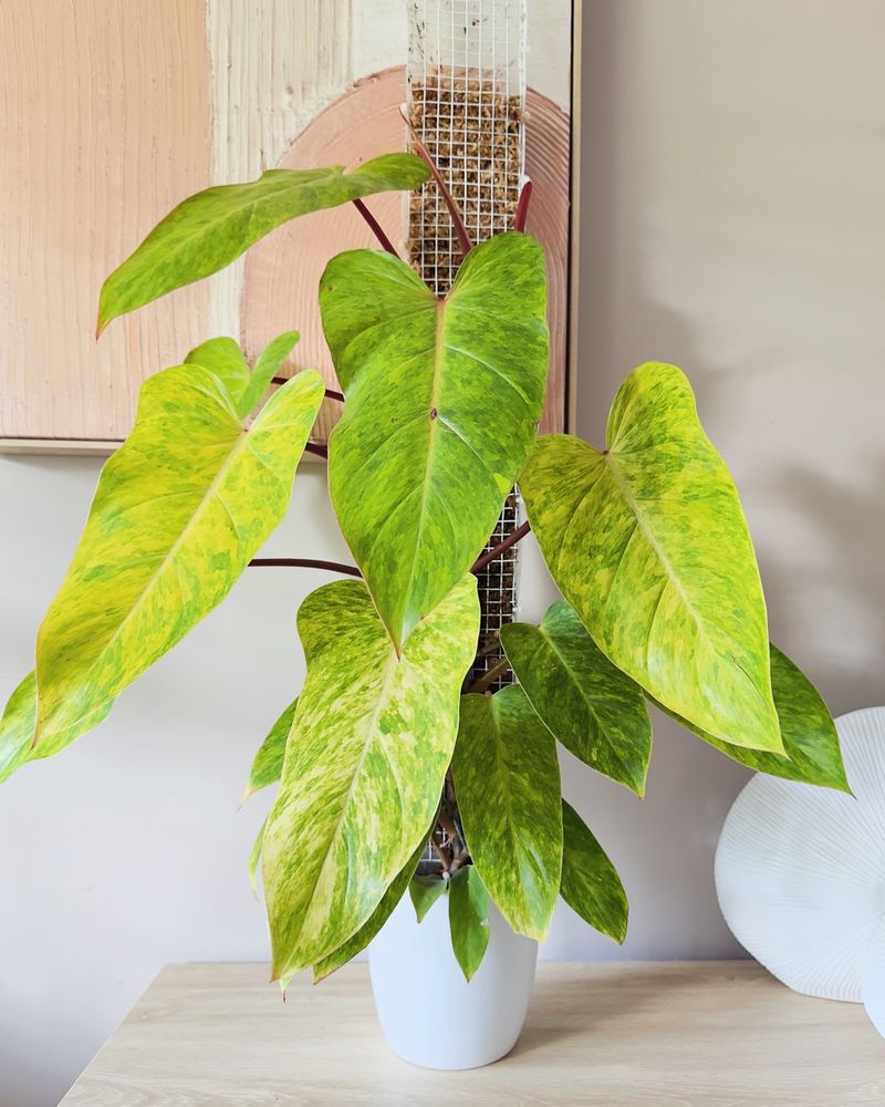 Philodendron
