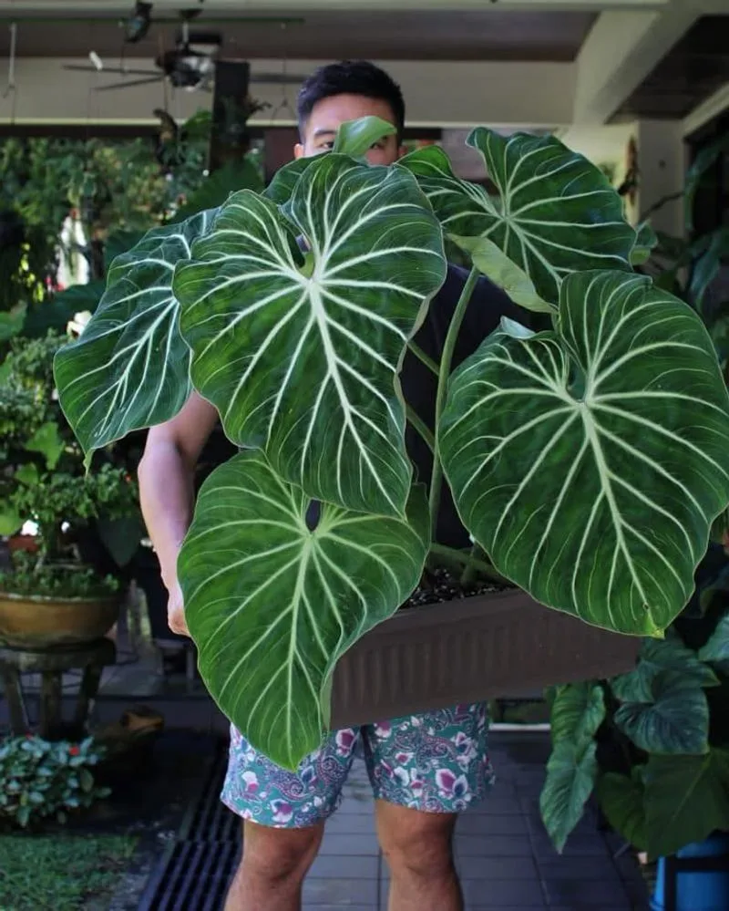 Philodendron