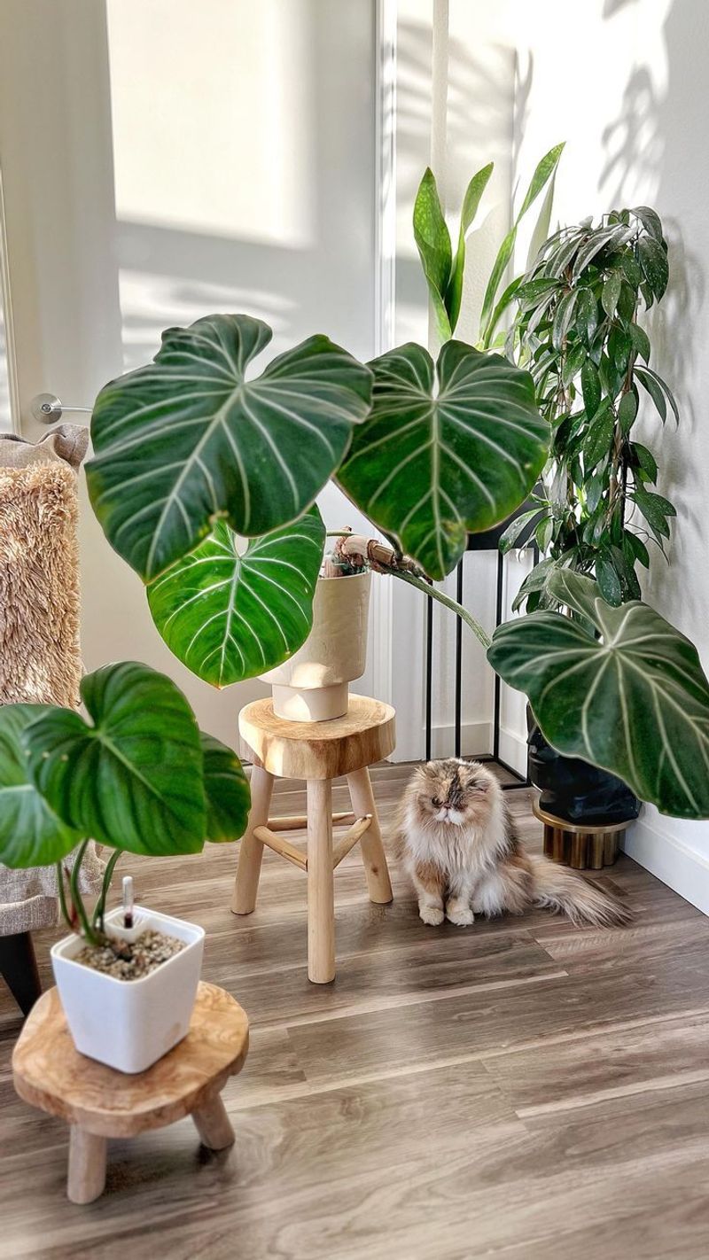 Philodendron