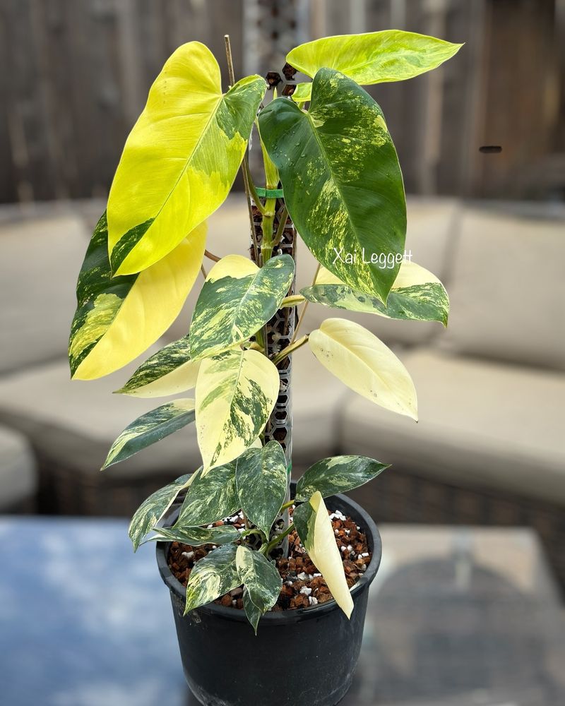 Philodendron