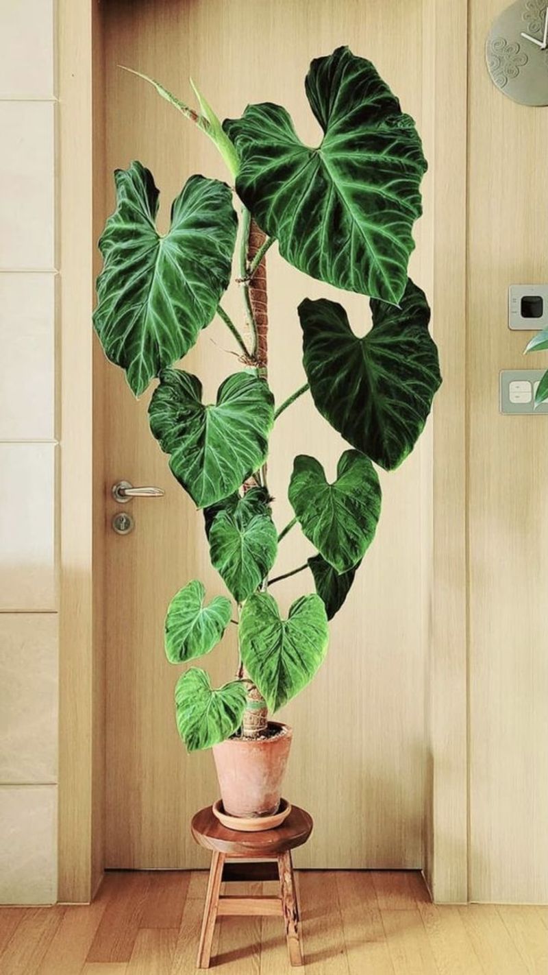 Philodendron