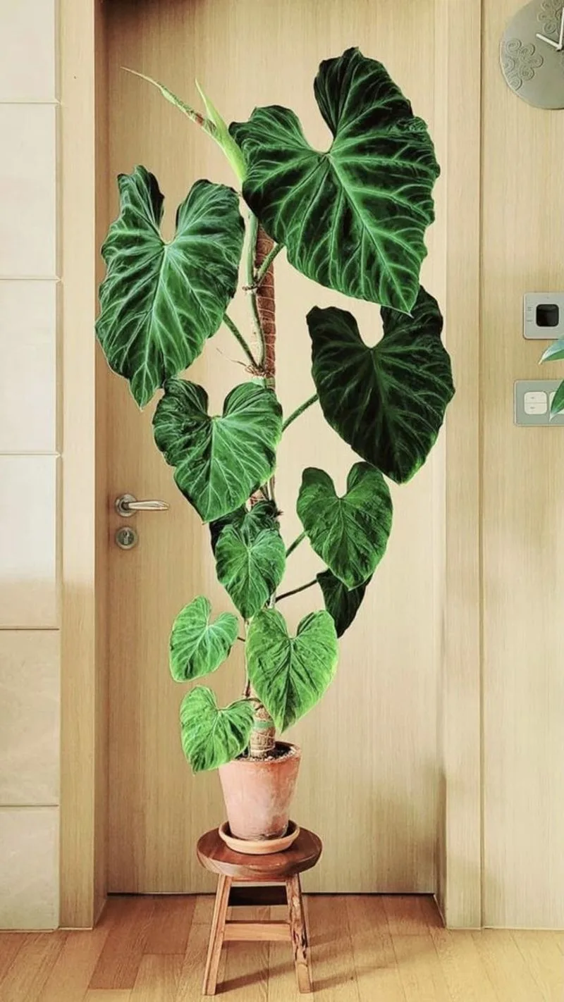 Philodendron