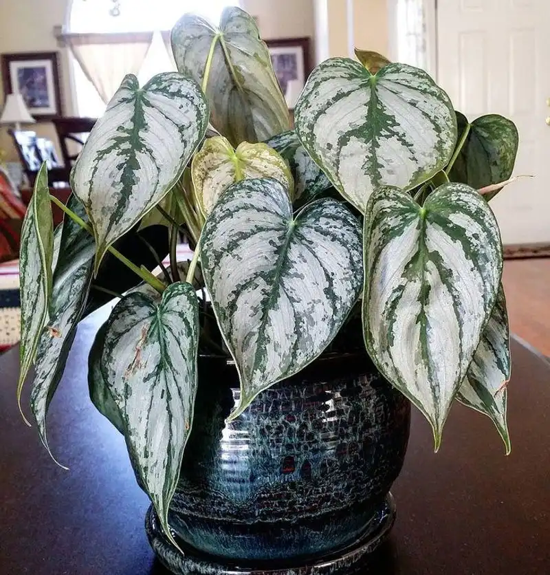 Philodendron