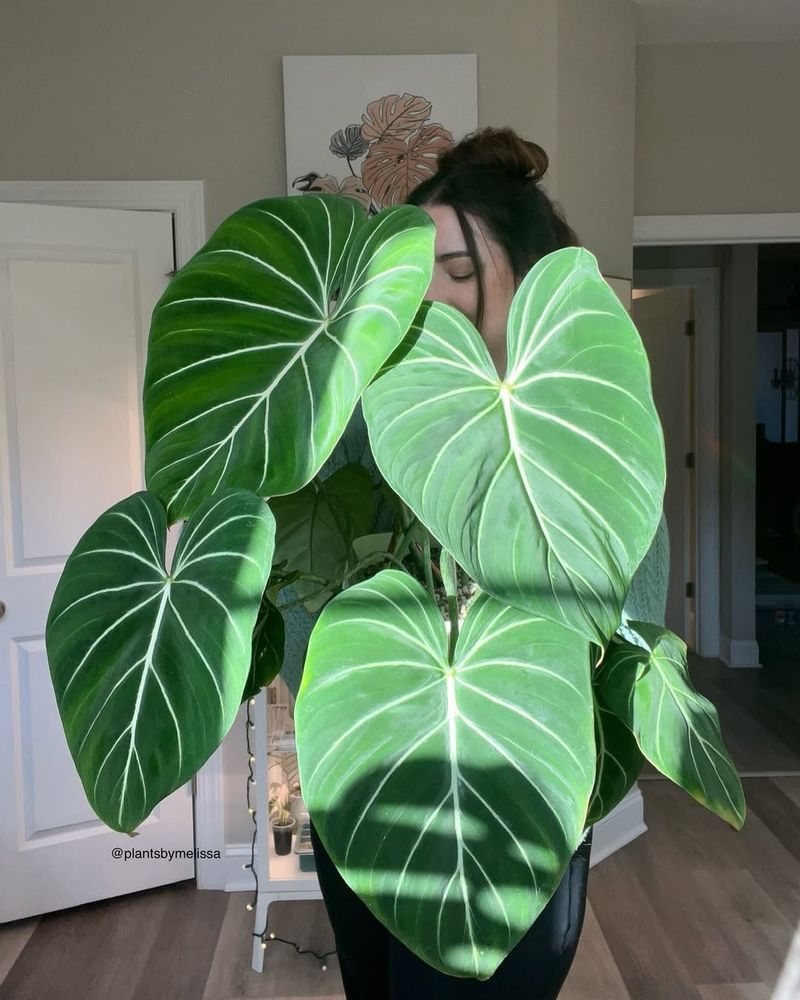 Philodendron