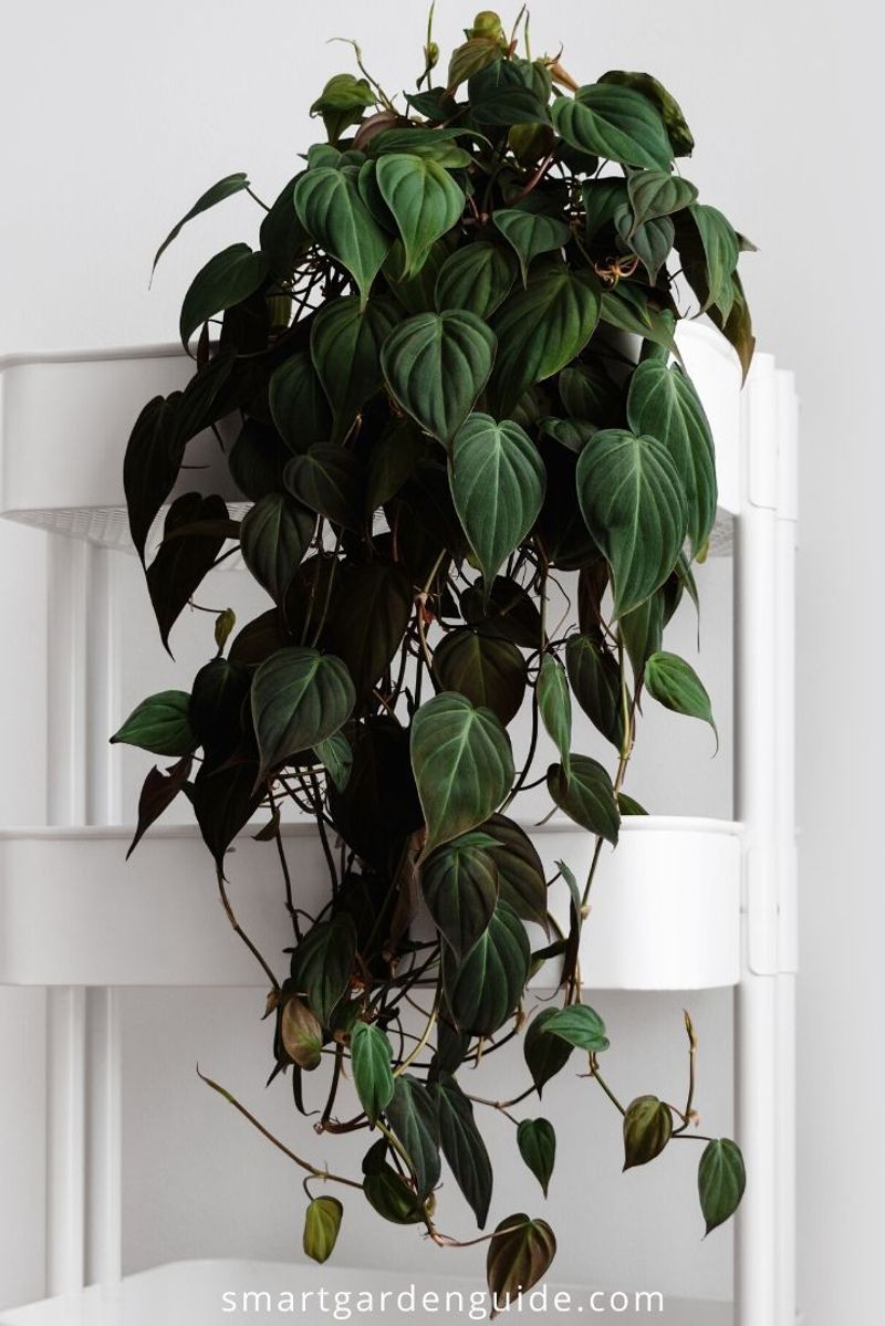 Philodendron