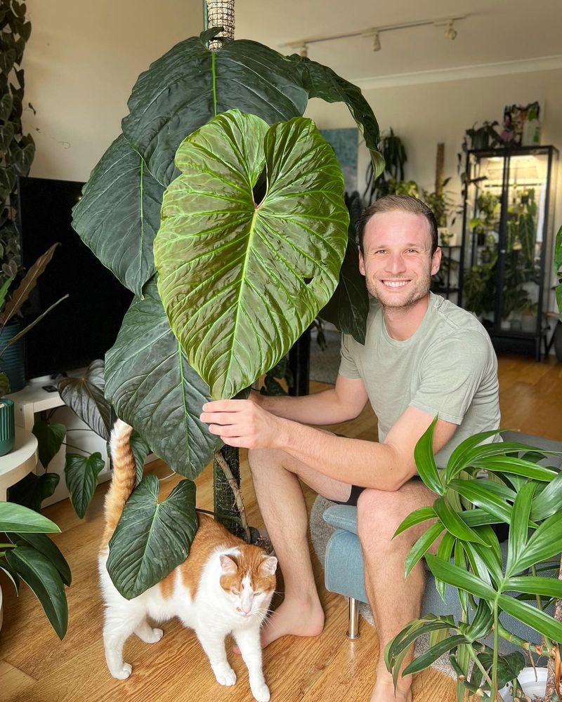 Philodendron