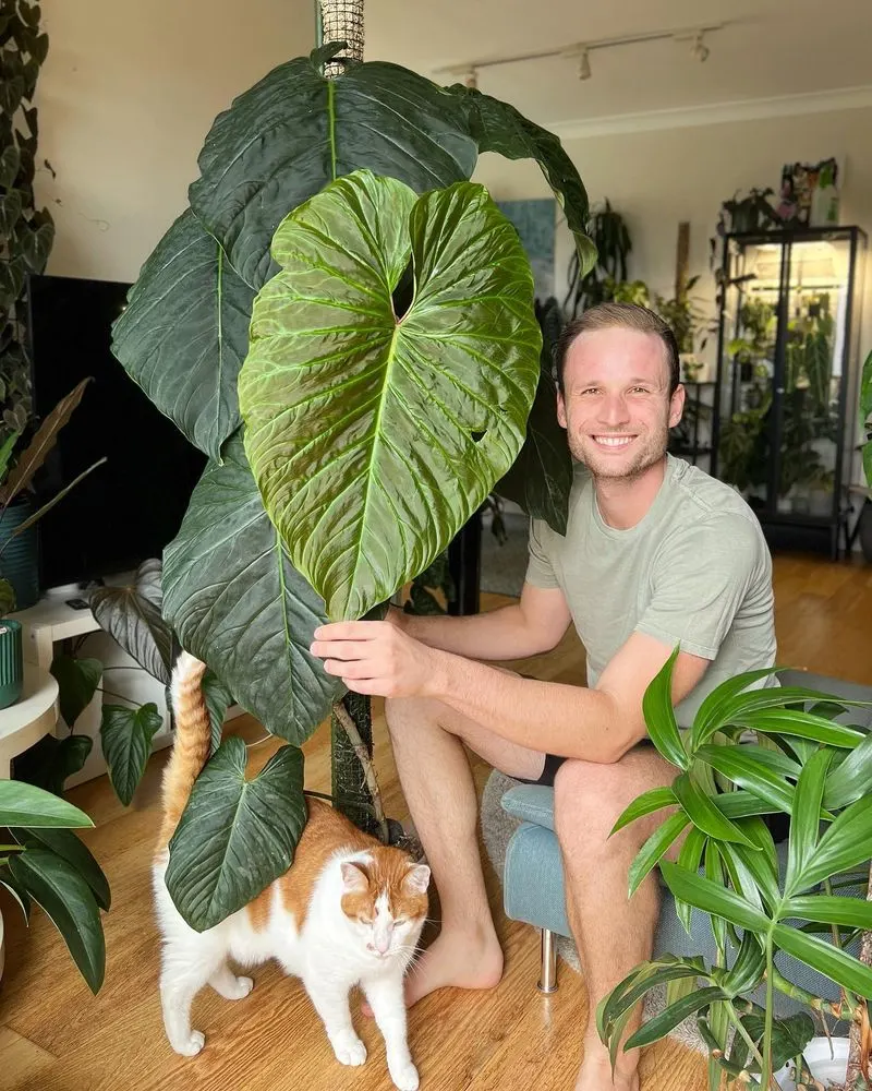 Philodendron