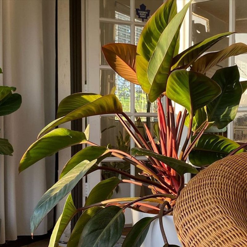 Philodendron