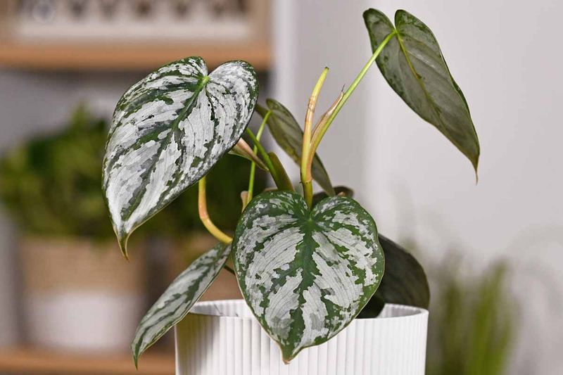 Philodendron (Garden Struggle)