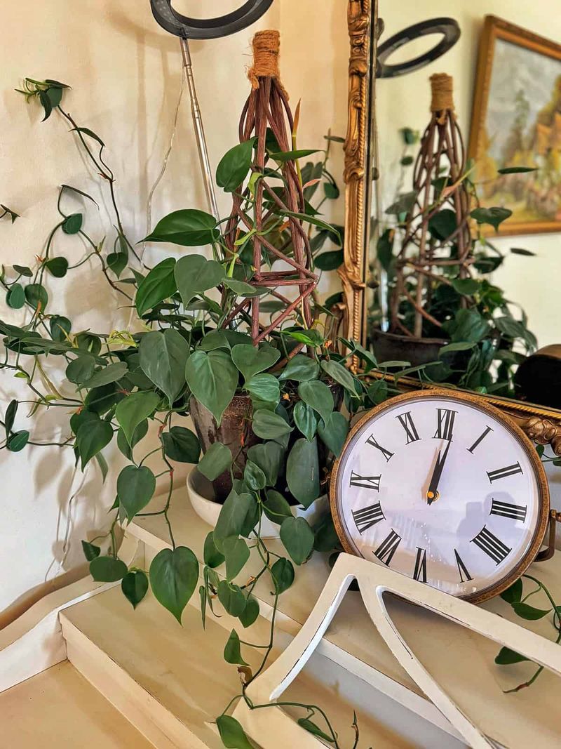 Philodendron Scandens