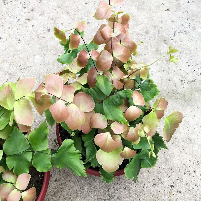 Philodendron and Maidenhair Fern
