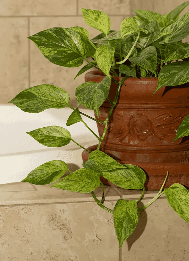 Philodendron