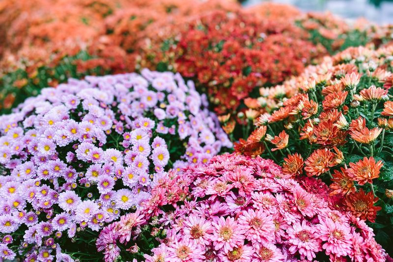 Garden Mum