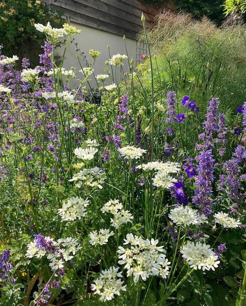 Phosphorescent Plant Borders