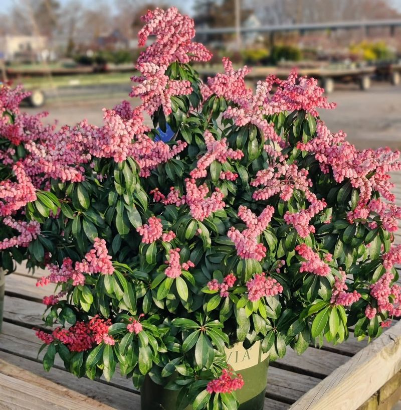 Pieris Japonica