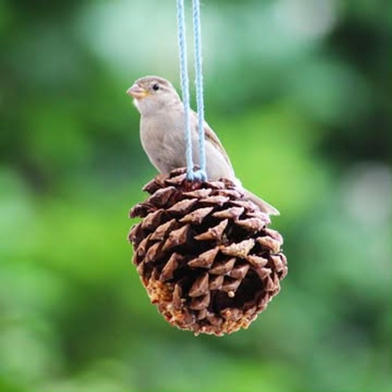 Pine Cone Bird Feeders