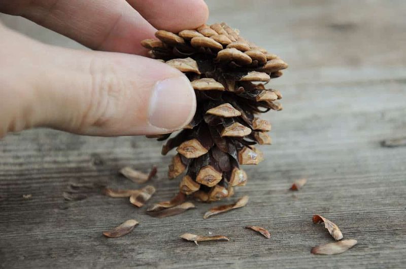 Pine Cones