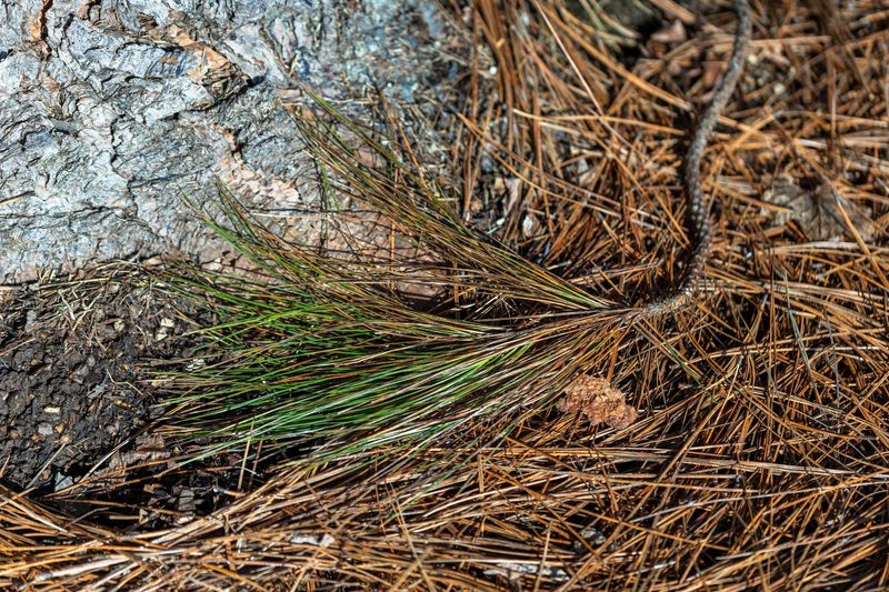 Pine Needles