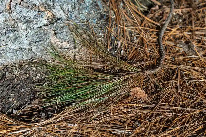 Pine Needles