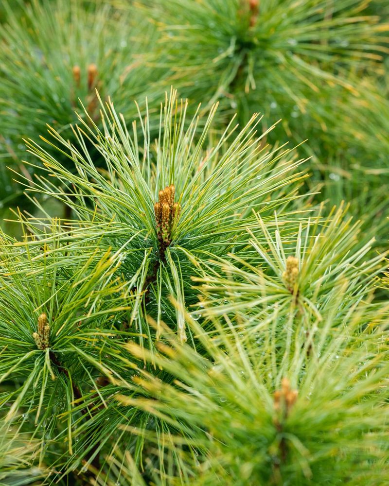 Pine Needles