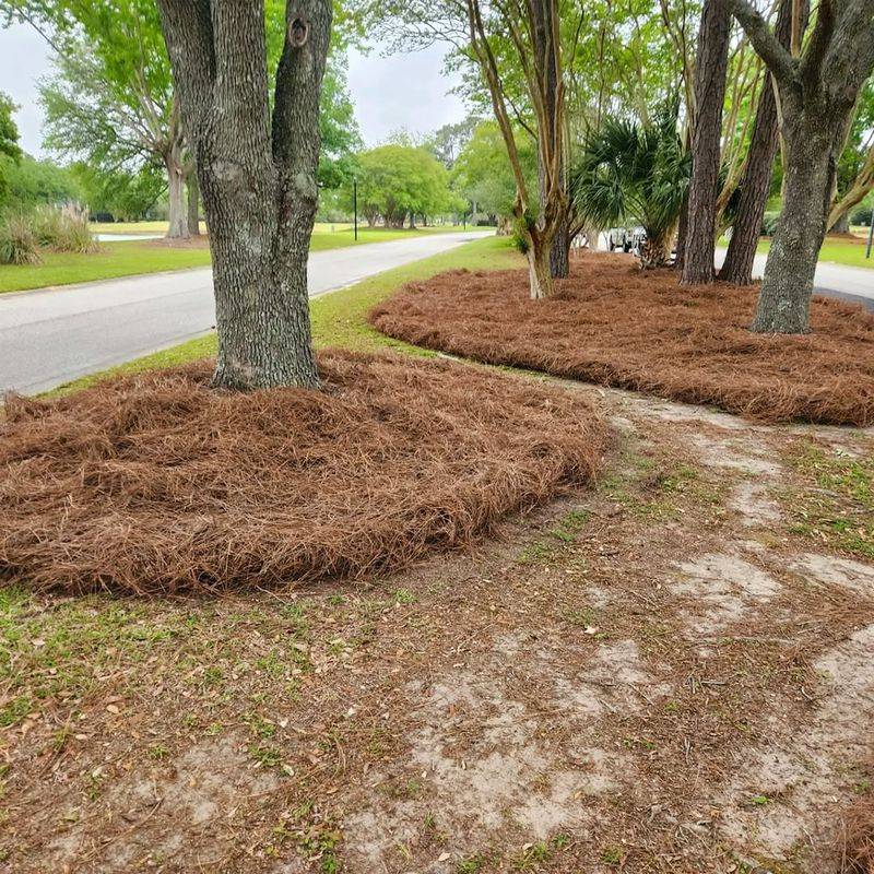 Pine Straw