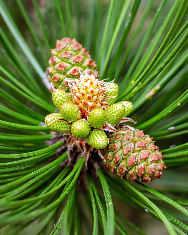 Pine