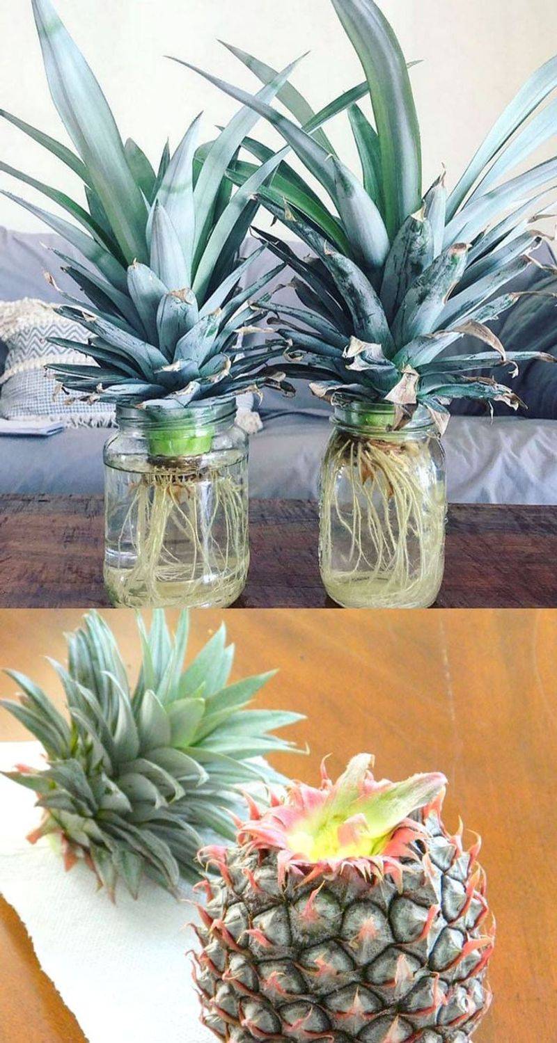 Pineapple