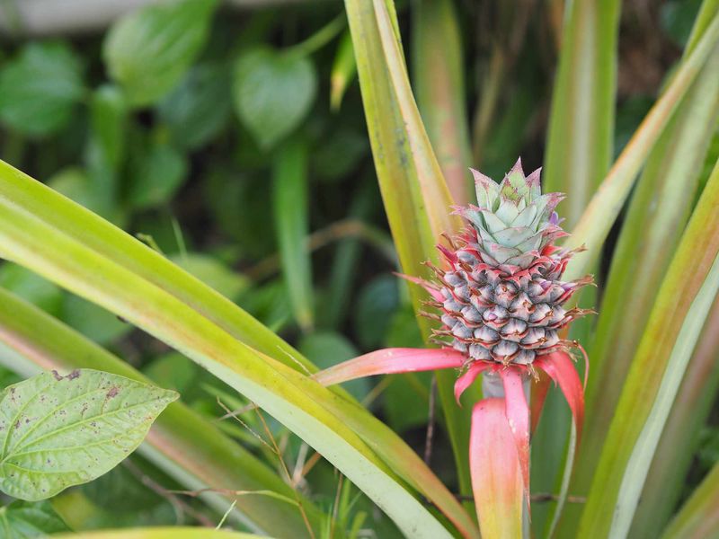 Pineapple
