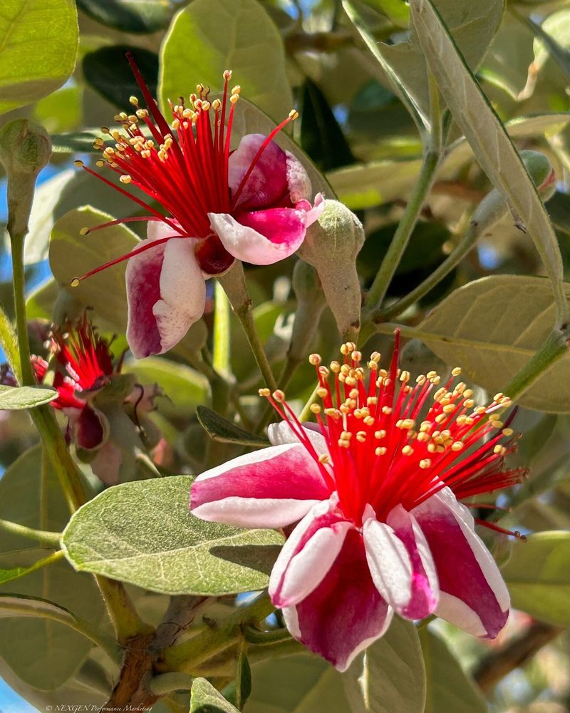 Pineapple Guava