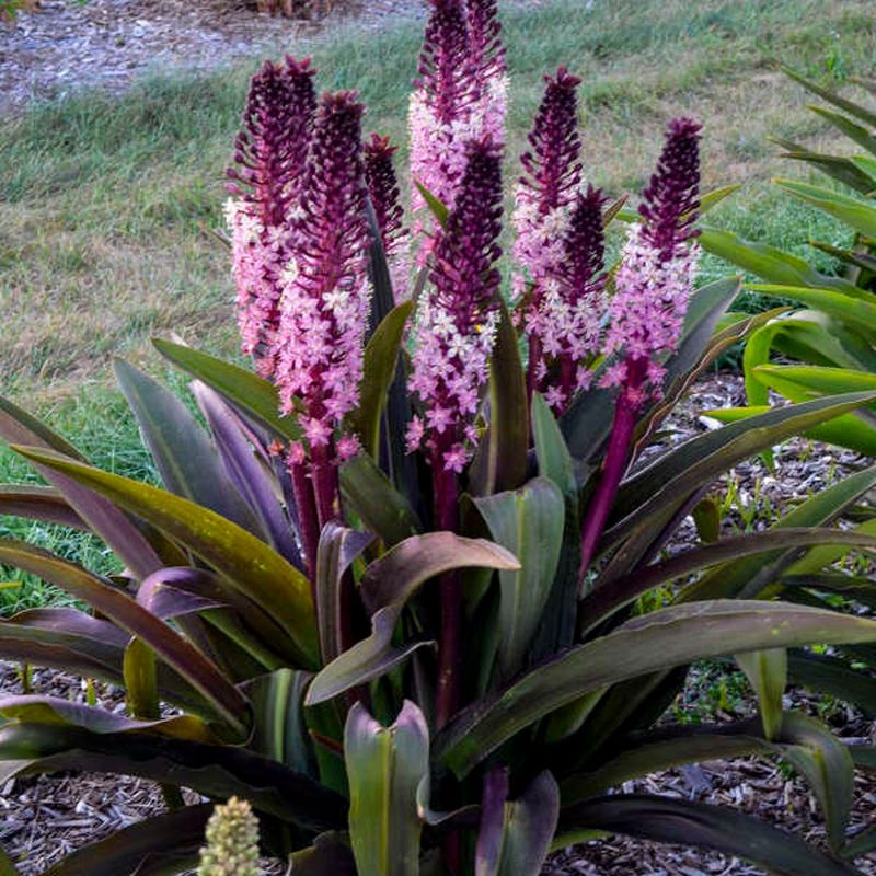 Pineapple Lily