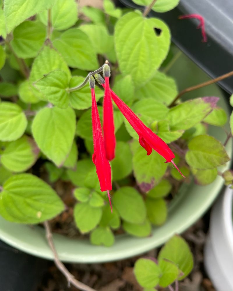 Pineapple Sage