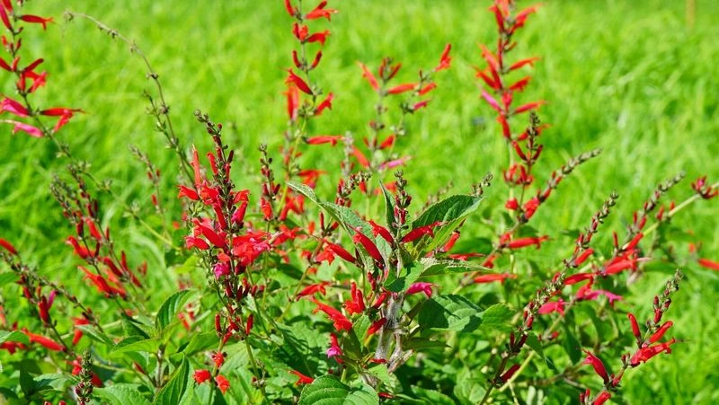 Pineapple Sage
