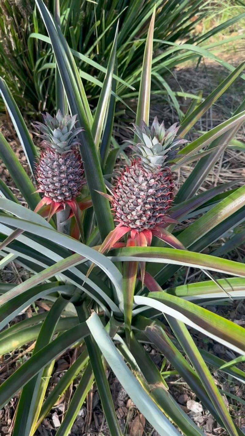 Pineapple Top Planting