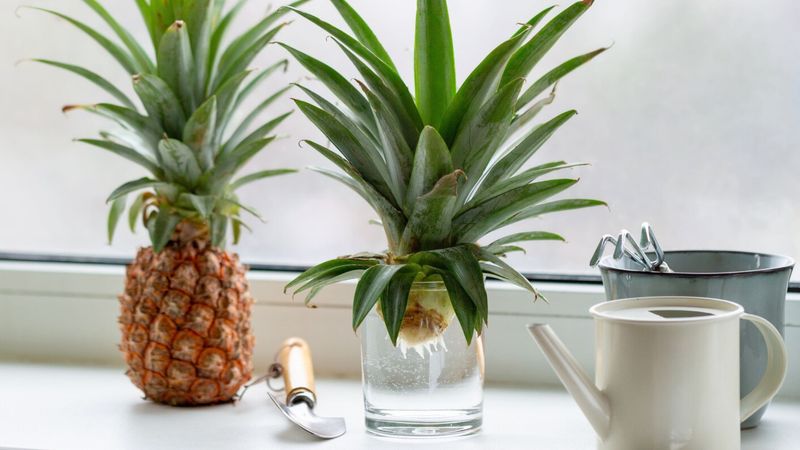 Pineapple Tops