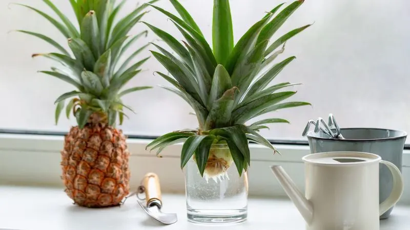 Pineapple Tops