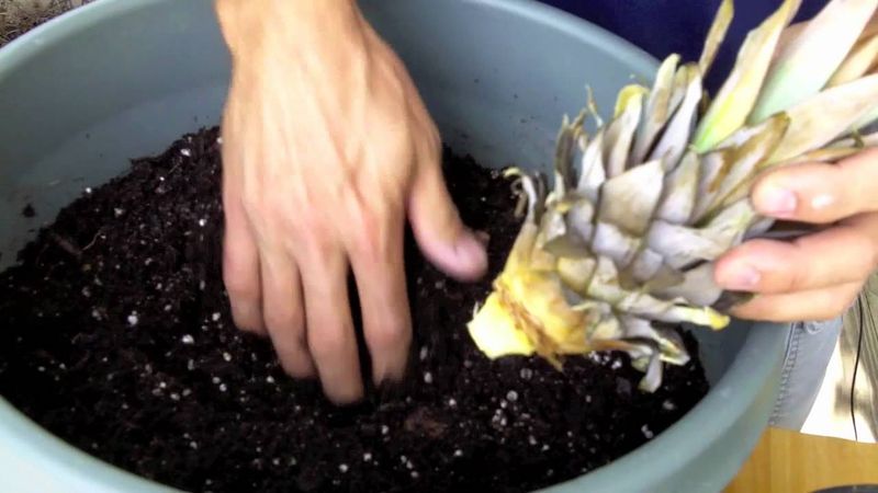 Pineapple Tops