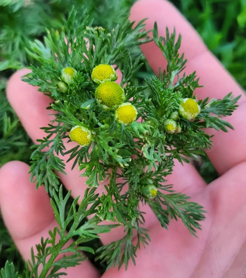 Pineapple Weed