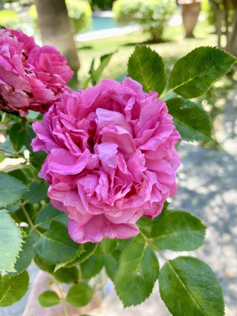 Rose