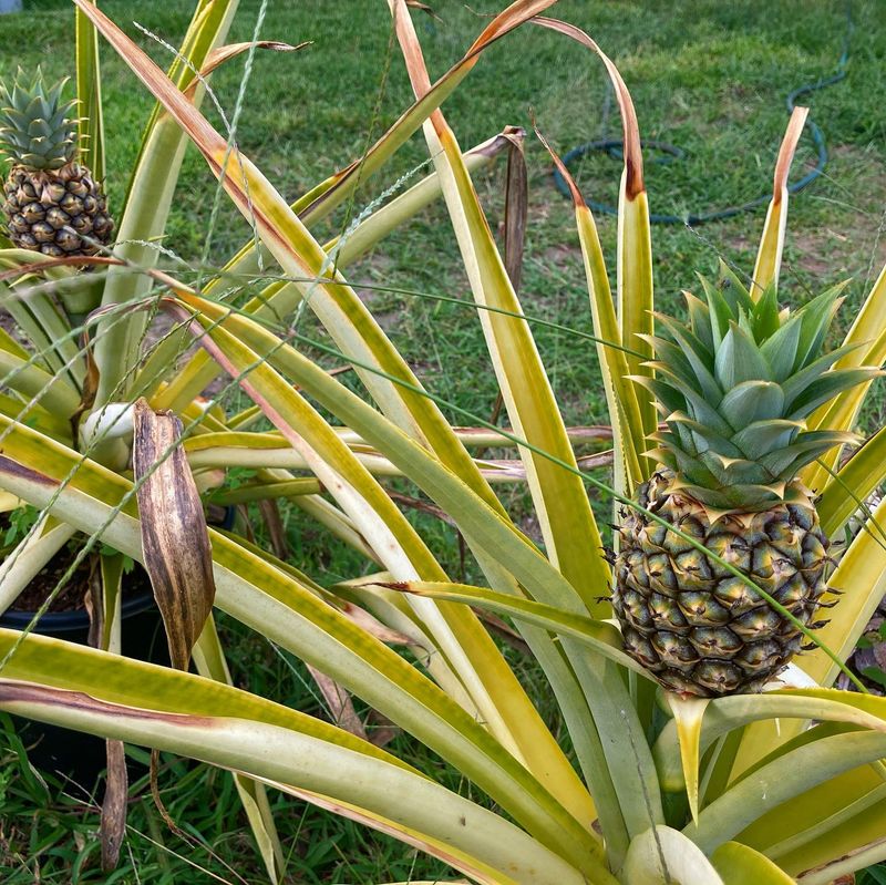 Pineapples