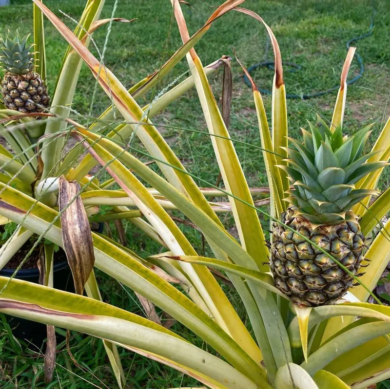 Pineapples