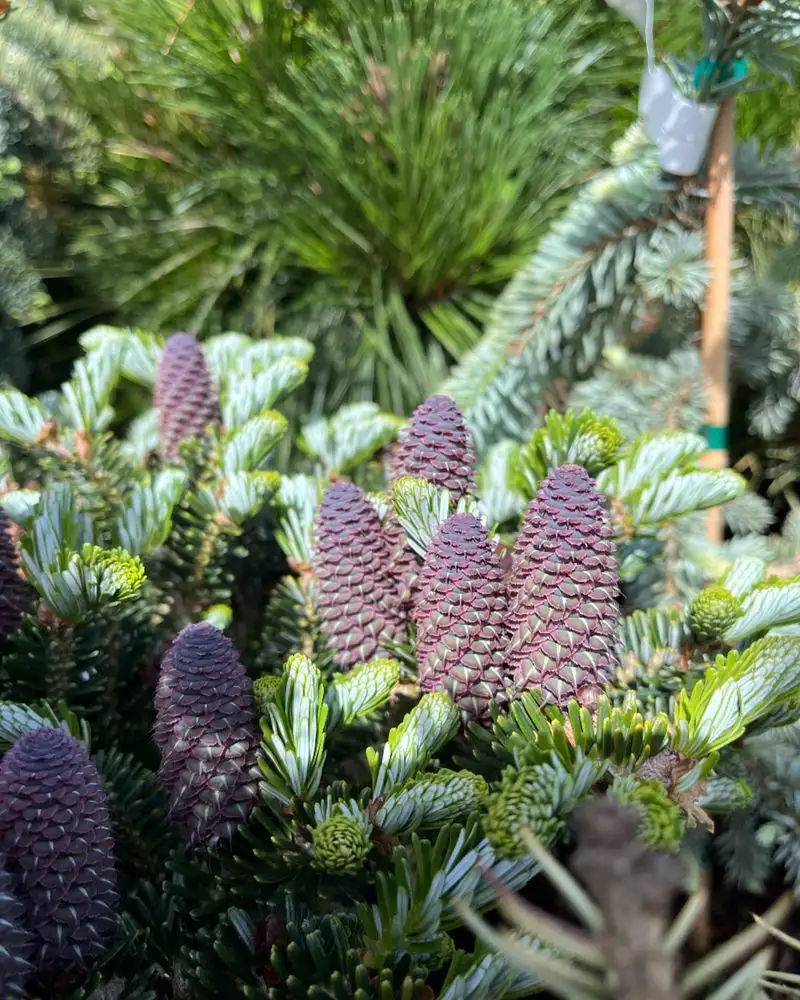 Pinecones