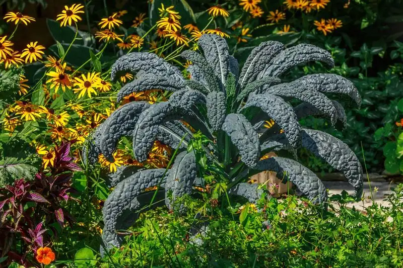 Blue Kale